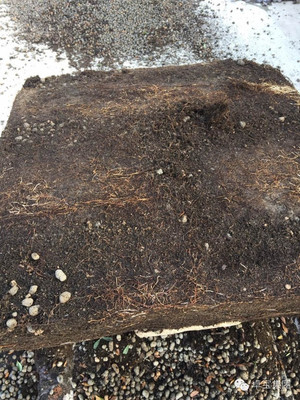 卓寶科技再添兩款耐根穿刺防水卷材，持續(xù)引領(lǐng)行業(yè)創(chuàng)新